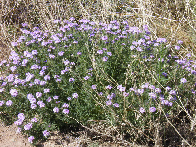 Glandularia bipinnatifida var. ciliata (Davis mountains mock vervain) #83260