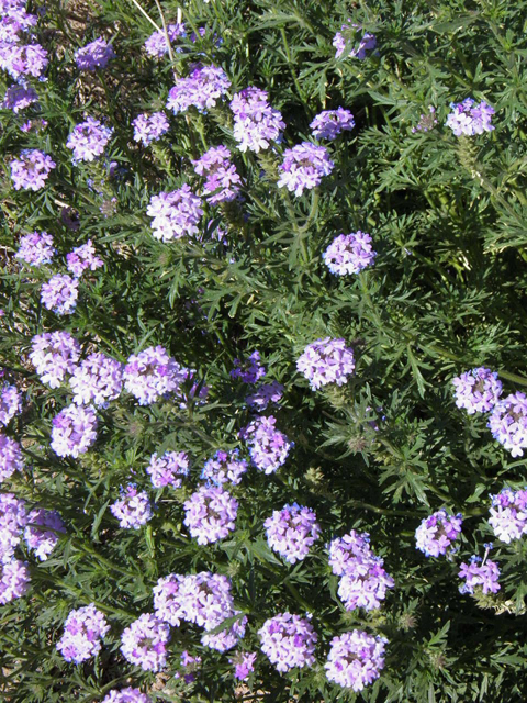 Glandularia bipinnatifida var. ciliata (Davis mountains mock vervain) #83261