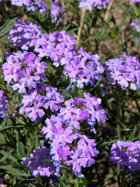 Glandularia bipinnatifida var. ciliata (Davis mountains mock vervain) #83267