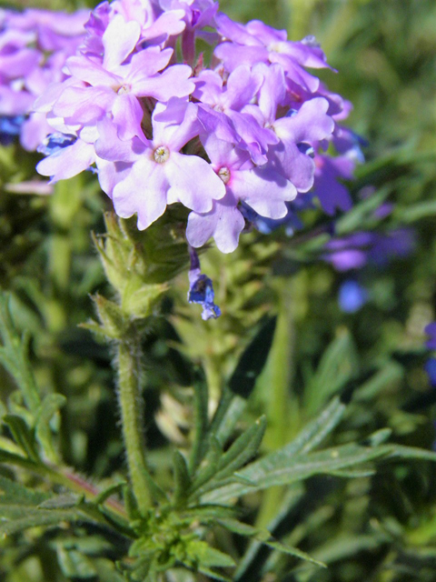 Glandularia bipinnatifida var. ciliata (Davis mountains mock vervain) #83268