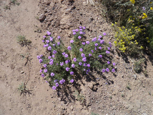 Glandularia bipinnatifida var. ciliata (Davis mountains mock vervain) #83270