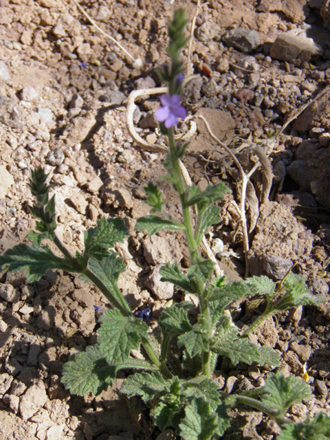 Verbena plicata (Fanleaf vervain) #83274