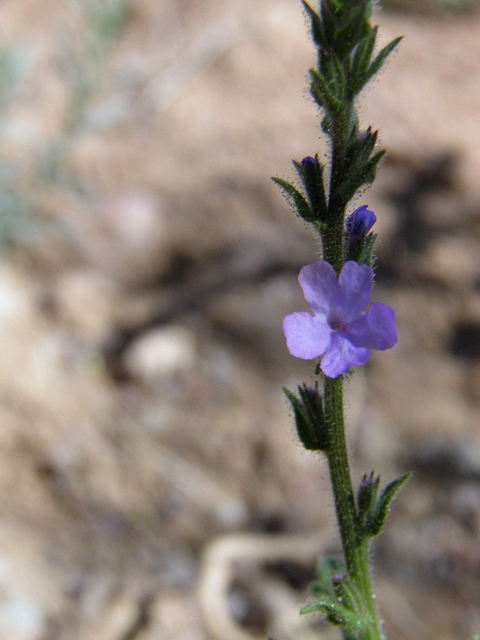 Verbena plicata (Fanleaf vervain) #83275