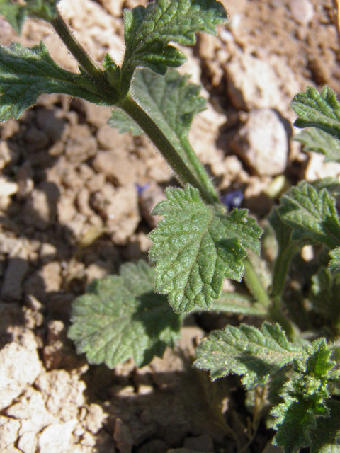 Verbena plicata (Fanleaf vervain) #83276