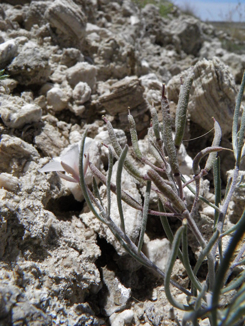 Nerisyrenia linearifolia (White sands fanmustard) #85288