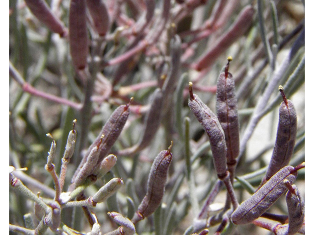 Nerisyrenia linearifolia (White sands fanmustard) #85296