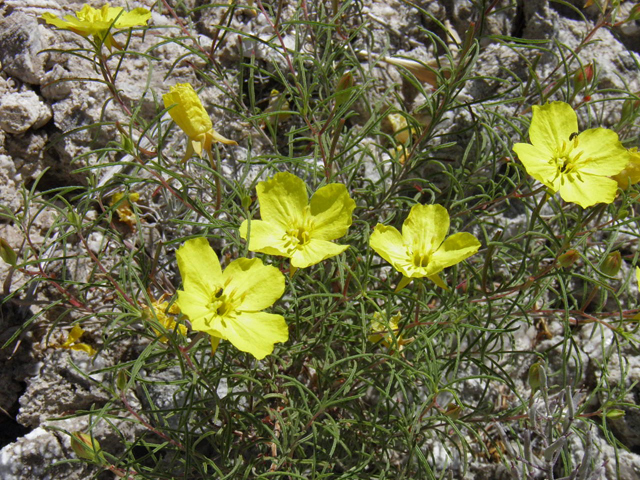 Oenothera gayleana (Gypsum evening primrose) #85326