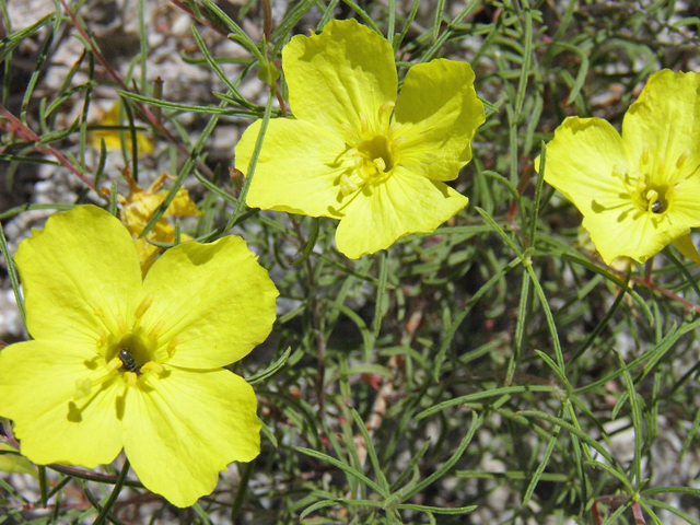 Oenothera gayleana (Gypsum evening primrose) #85327