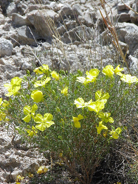 Oenothera gayleana (Gypsum evening primrose) #85328