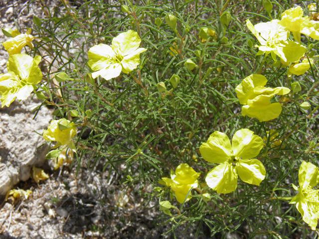 Oenothera gayleana (Gypsum evening primrose) #85329