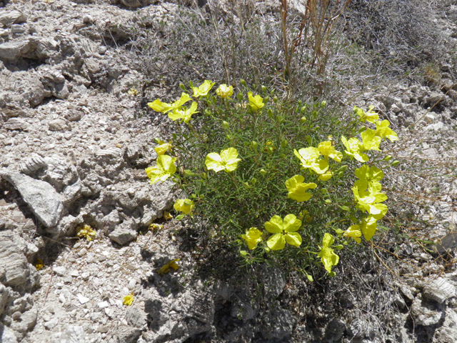 Oenothera gayleana (Gypsum evening primrose) #85330