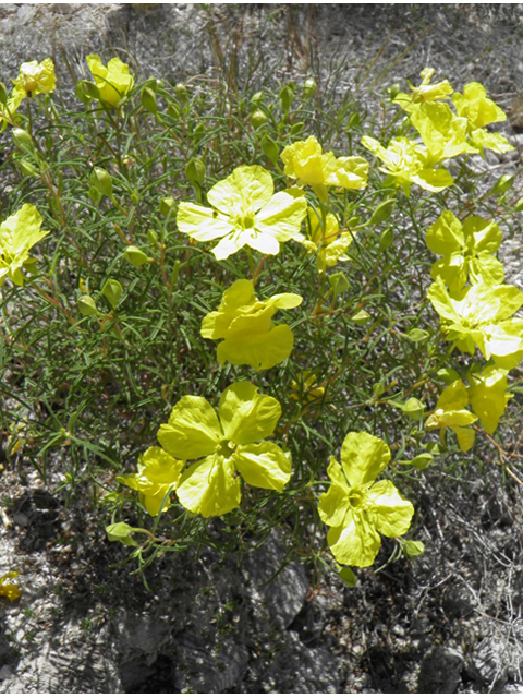 Oenothera gayleana (Gypsum evening primrose) #85331