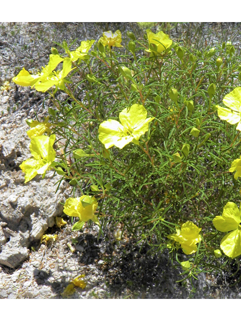 Oenothera gayleana (Gypsum evening primrose) #85332