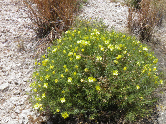 Oenothera gayleana (Gypsum evening primrose) #85334