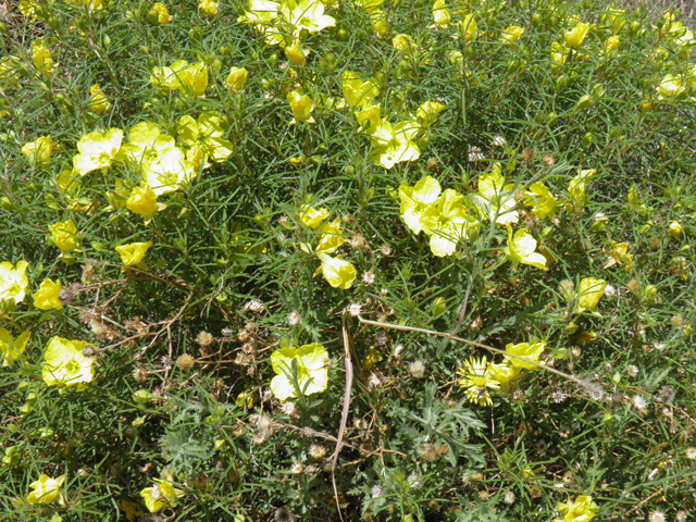 Oenothera gayleana (Gypsum evening primrose) #85335