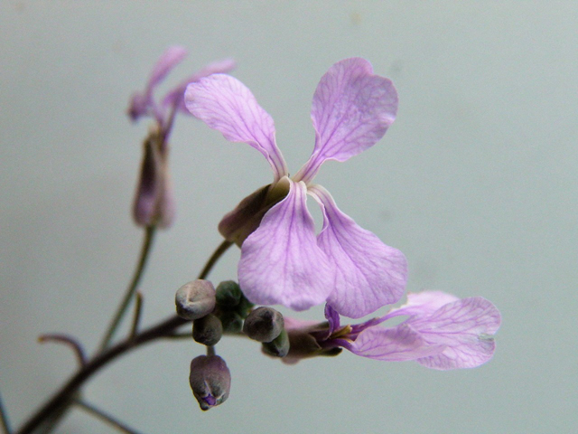 Schoenocrambe linearifolia (Slimleaf plainsmustard) #85348