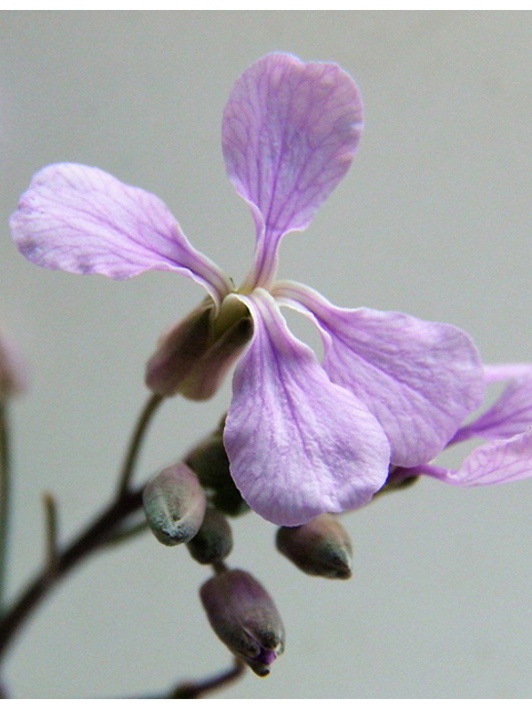 Schoenocrambe linearifolia (Slimleaf plainsmustard) #85349