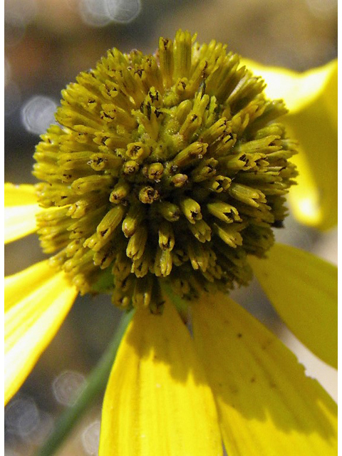 Rudbeckia laciniata (Green-headed coneflower) #85376