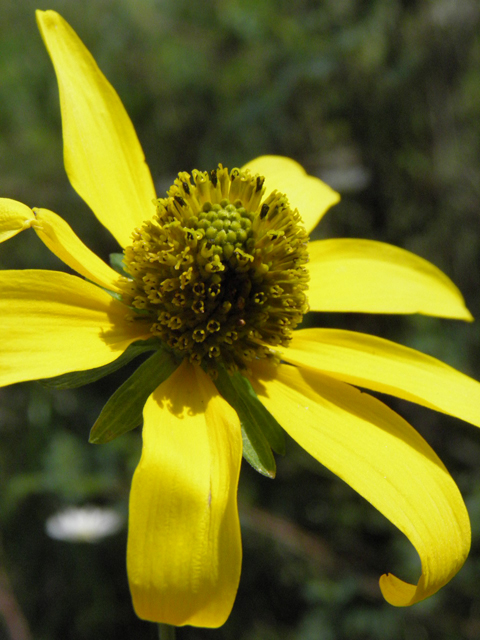 Rudbeckia laciniata (Green-headed coneflower) #85379