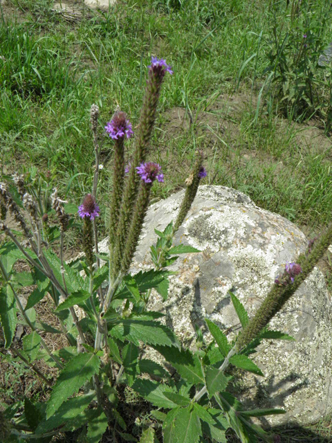 Verbena macdougalii (Macdougal verbena) #85404