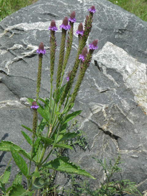 Verbena macdougalii (Macdougal verbena) #85405