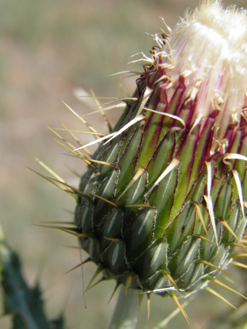 Cirsium ochrocentrum (Yellowspine thistle) #85410