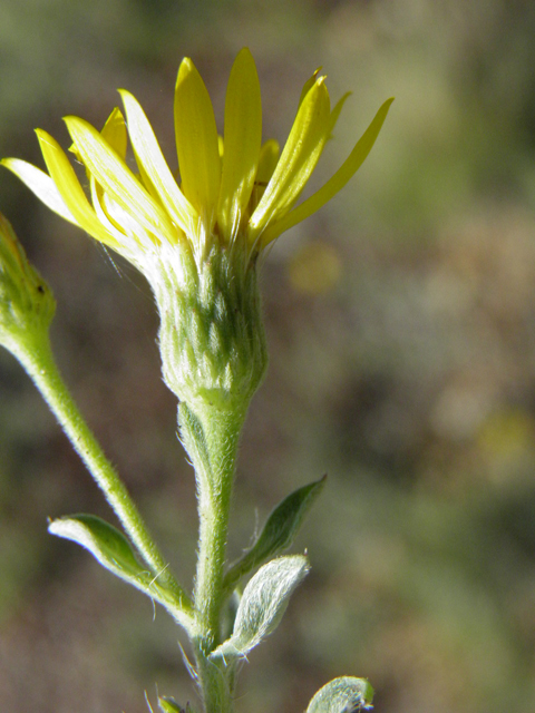 Heterotheca villosa var. villosa (Hairy false goldenaster) #85417