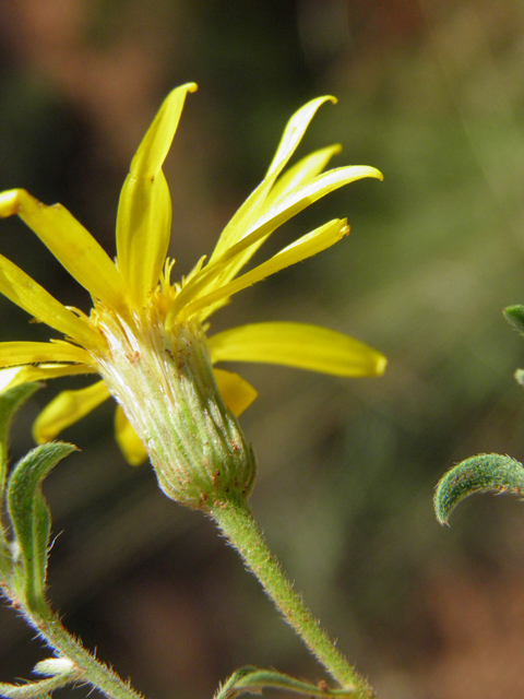 Heterotheca villosa var. villosa (Hairy false goldenaster) #85420