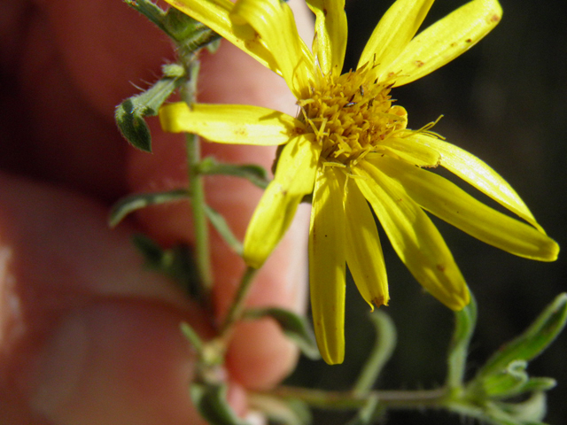 Heterotheca villosa var. villosa (Hairy false goldenaster) #85421