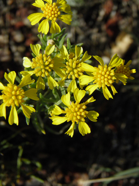 Hymenoxys odorata (Bitter rubberweed) #85422