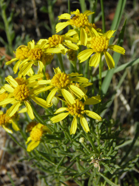 Hymenoxys odorata (Bitter rubberweed) #85423