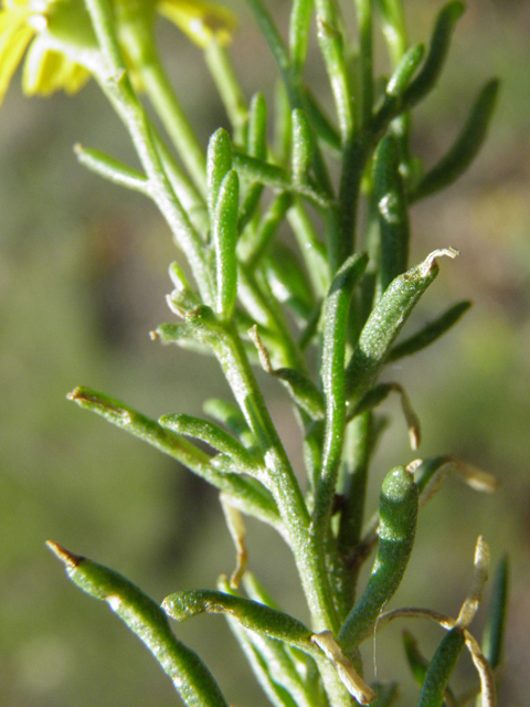 Hymenoxys odorata (Bitter rubberweed) #85426