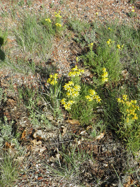 Hymenoxys odorata (Bitter rubberweed) #85432