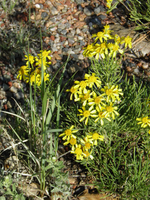 Hymenoxys odorata (Bitter rubberweed) #85433