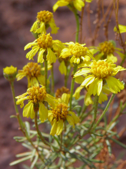 Hymenoxys richardsonii (Pingue rubberweed) #85436