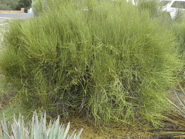 Ephedra torreyana (Torrey's jointfir) #85467