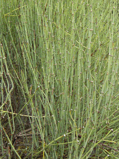 Ephedra torreyana (Torrey's jointfir) #85468