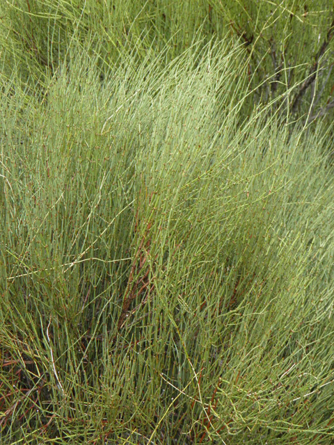 Ephedra torreyana (Torrey's jointfir) #85469