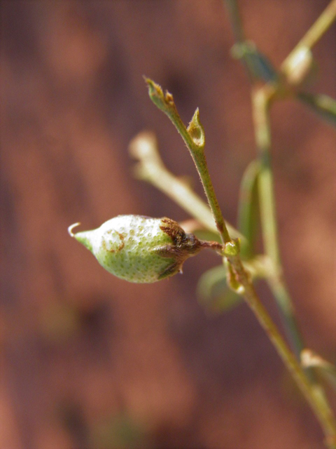 Psoralidium tenuiflorum (Slimflower scurfpea) #85471