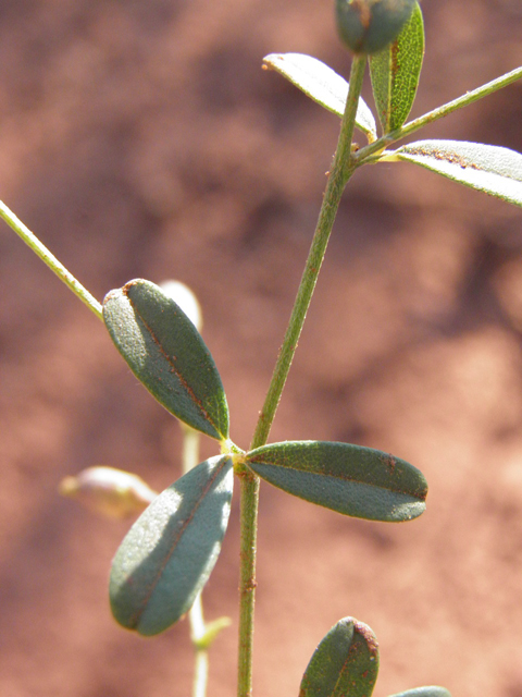 Psoralidium tenuiflorum (Slimflower scurfpea) #85472