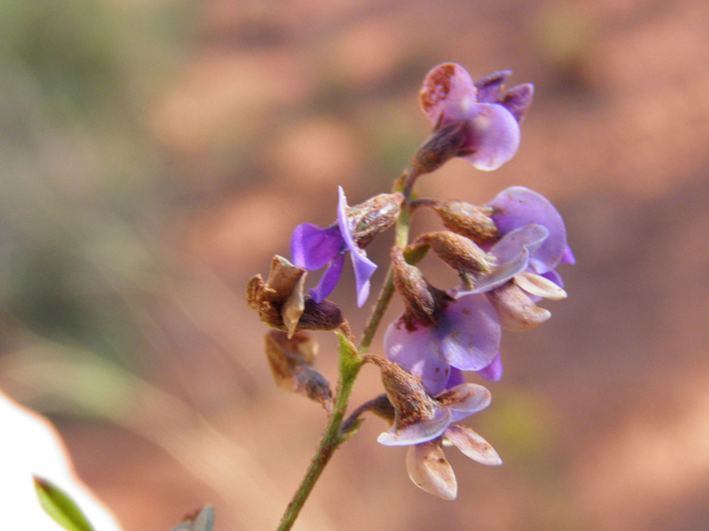 Psoralidium tenuiflorum (Slimflower scurfpea) #85473