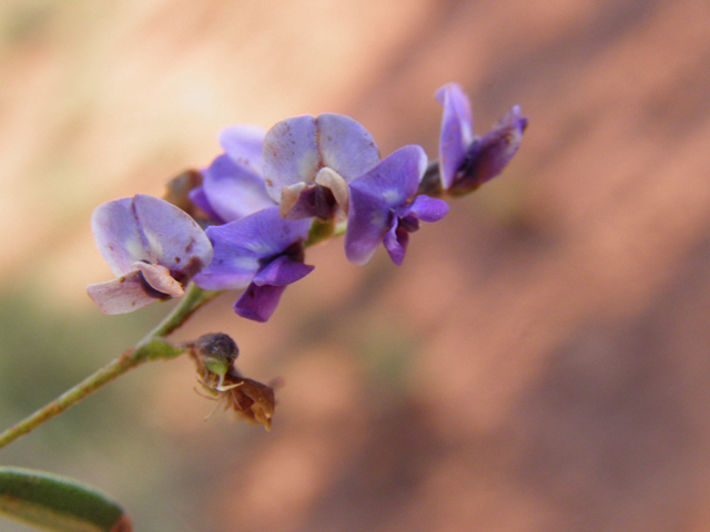 Psoralidium tenuiflorum (Slimflower scurfpea) #85474