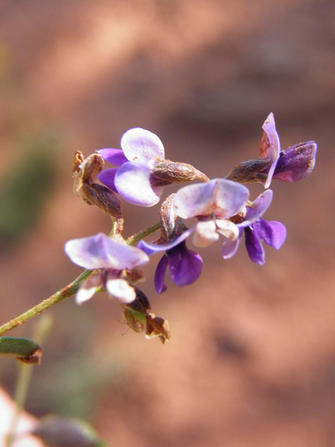 Psoralidium tenuiflorum (Slimflower scurfpea) #85475