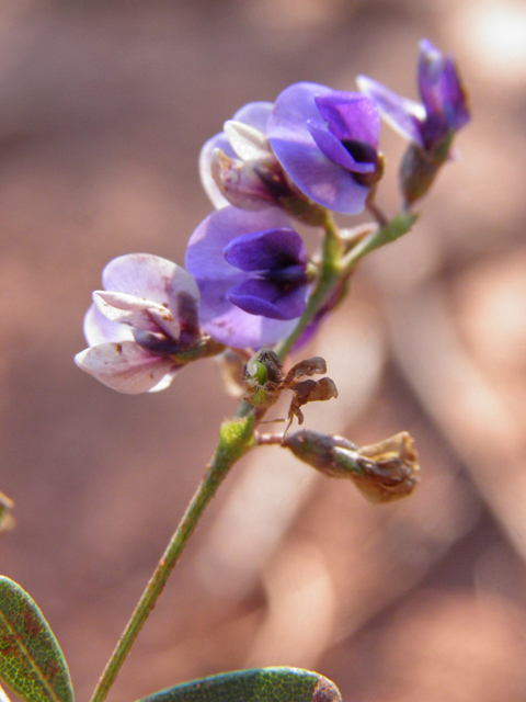 Psoralidium tenuiflorum (Slimflower scurfpea) #85477