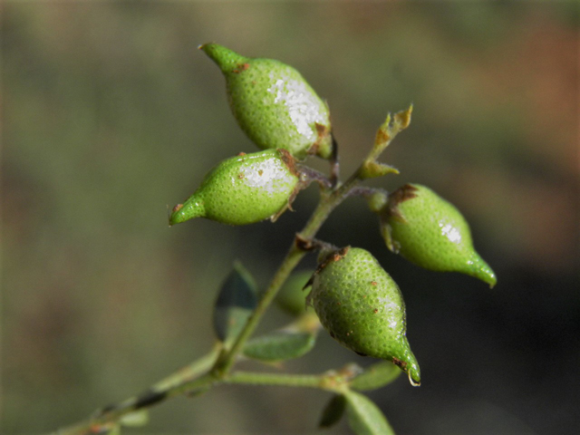 Psoralidium tenuiflorum (Slimflower scurfpea) #85479