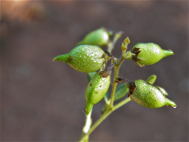 Psoralidium tenuiflorum (Slimflower scurfpea) #85480