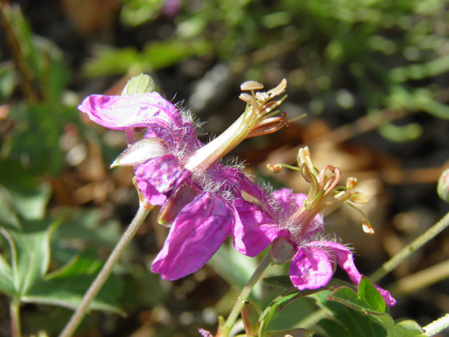 Geranium caespitosum (Pineywoods geranium) #85482