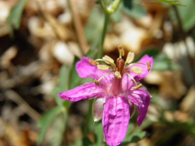 Geranium caespitosum (Pineywoods geranium) #85483