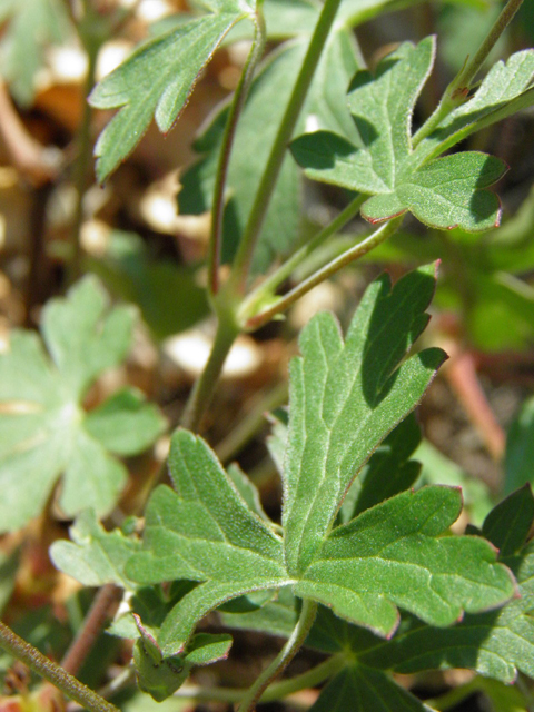 Geranium caespitosum (Pineywoods geranium) #85484