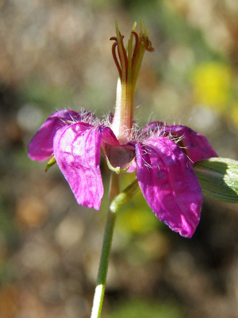 Geranium caespitosum (Pineywoods geranium) #85486